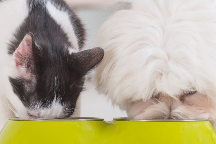 Dog And Cat Eating food from a green bowl